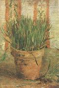 Vincent Van Gogh Flowerpot with Chives (nn04) oil painting artist